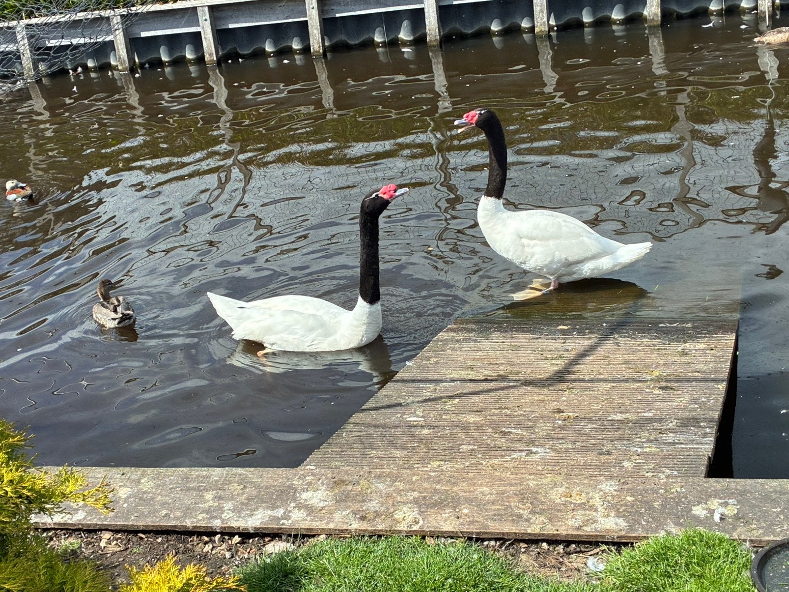 Zwarthalszwaan- koppel overjarig- Zwarthalszwanen, Meerdere dieren, Gans of Zwaan