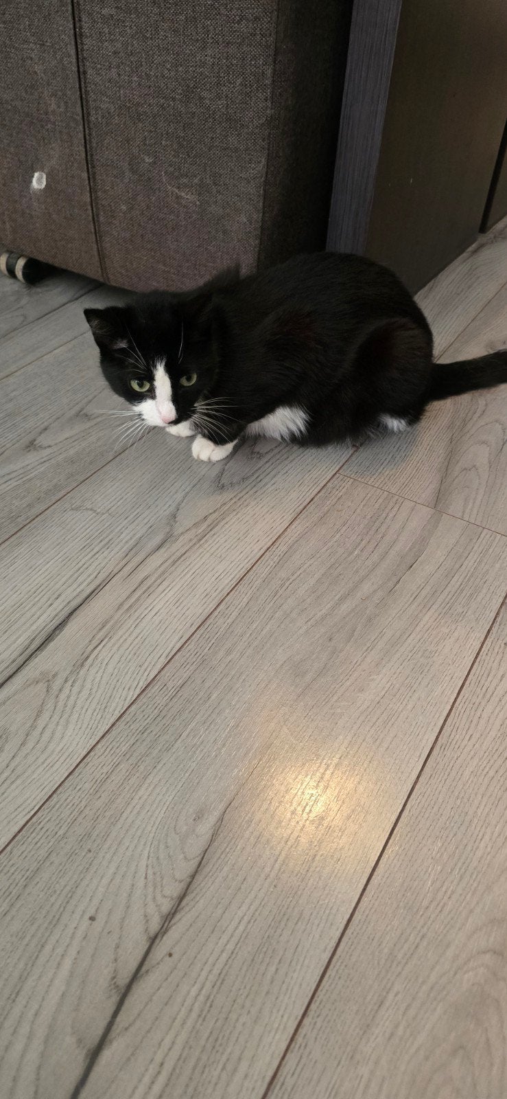 kittens katten poezen, Dieren en Toebehoren, Meerdere dieren, Kortharig, 0 tot 2 jaar