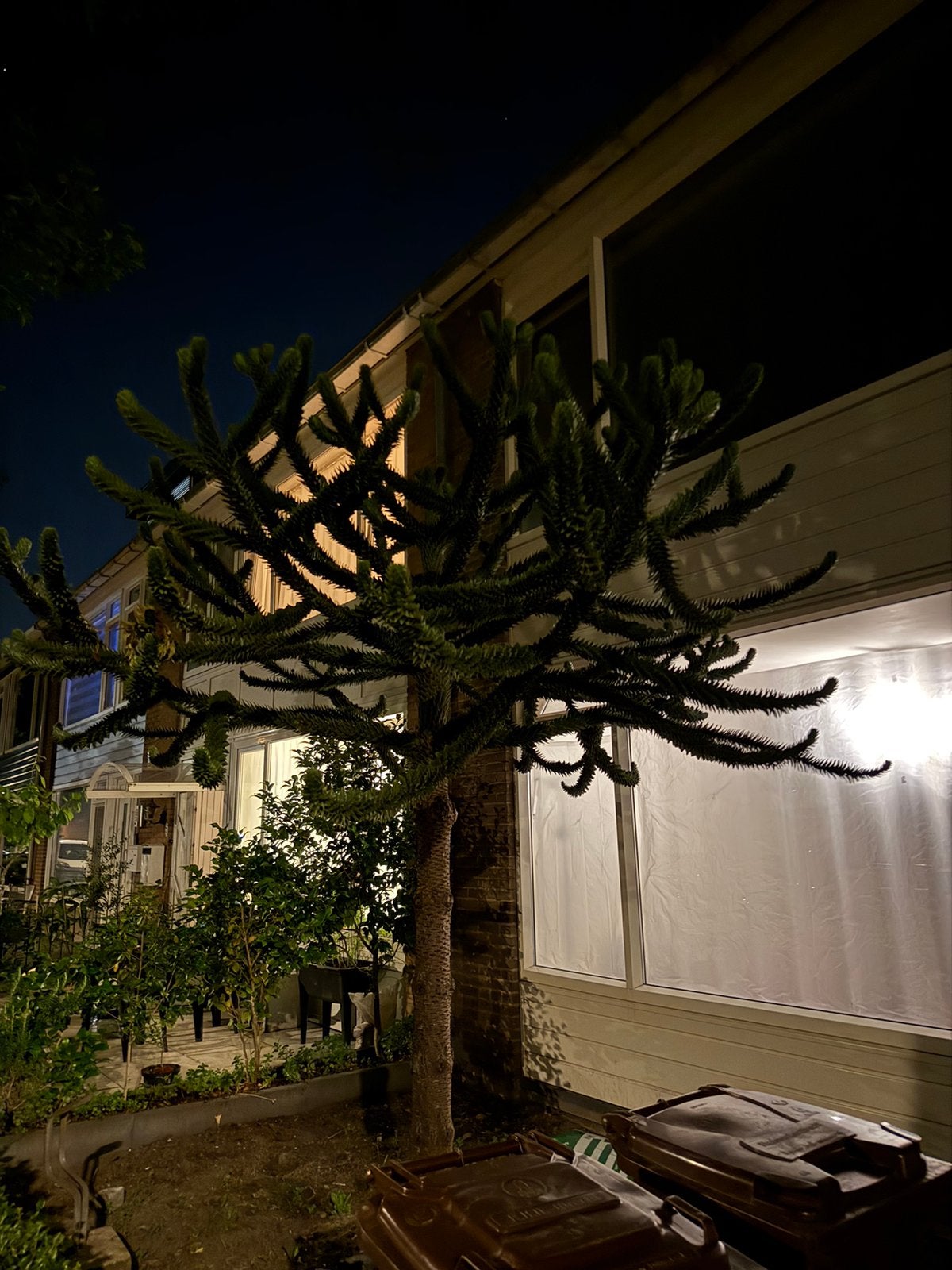 Slangenden / apenboom goed onderhouden, Tuin en Terras, Ophalen, Minder dan 50 watt, Staande lamp, Hout