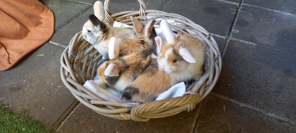 JONGE MINILOP S, Dieren en Toebehoren, Meerdere dieren, Dwerg, 0 tot 2 jaar