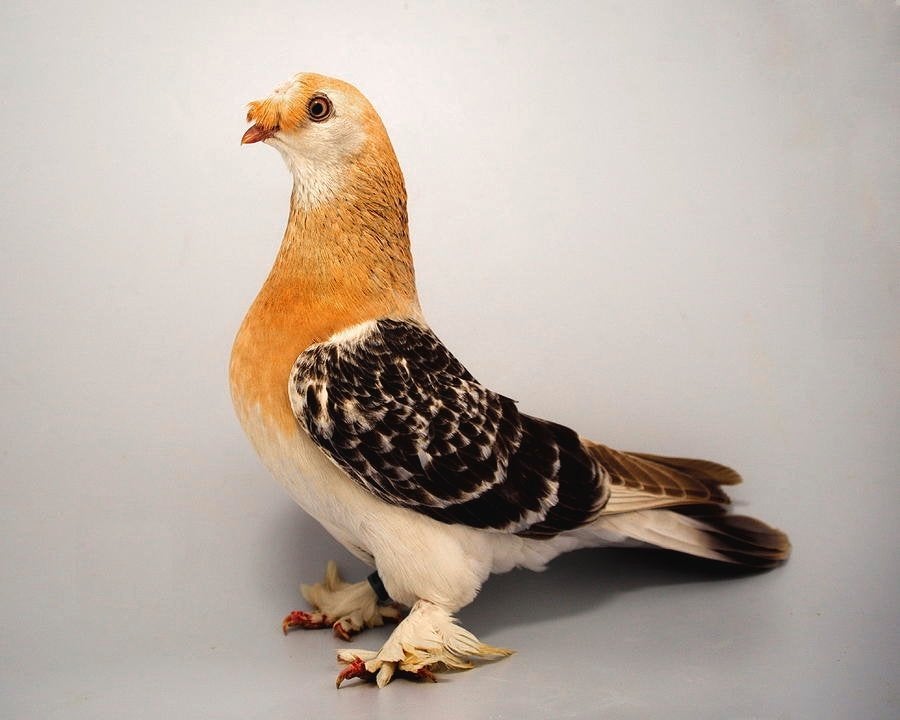 takla duiven, Dieren en Toebehoren, Vogels | Duiven, Meerdere dieren, Tuimelaar of Roller