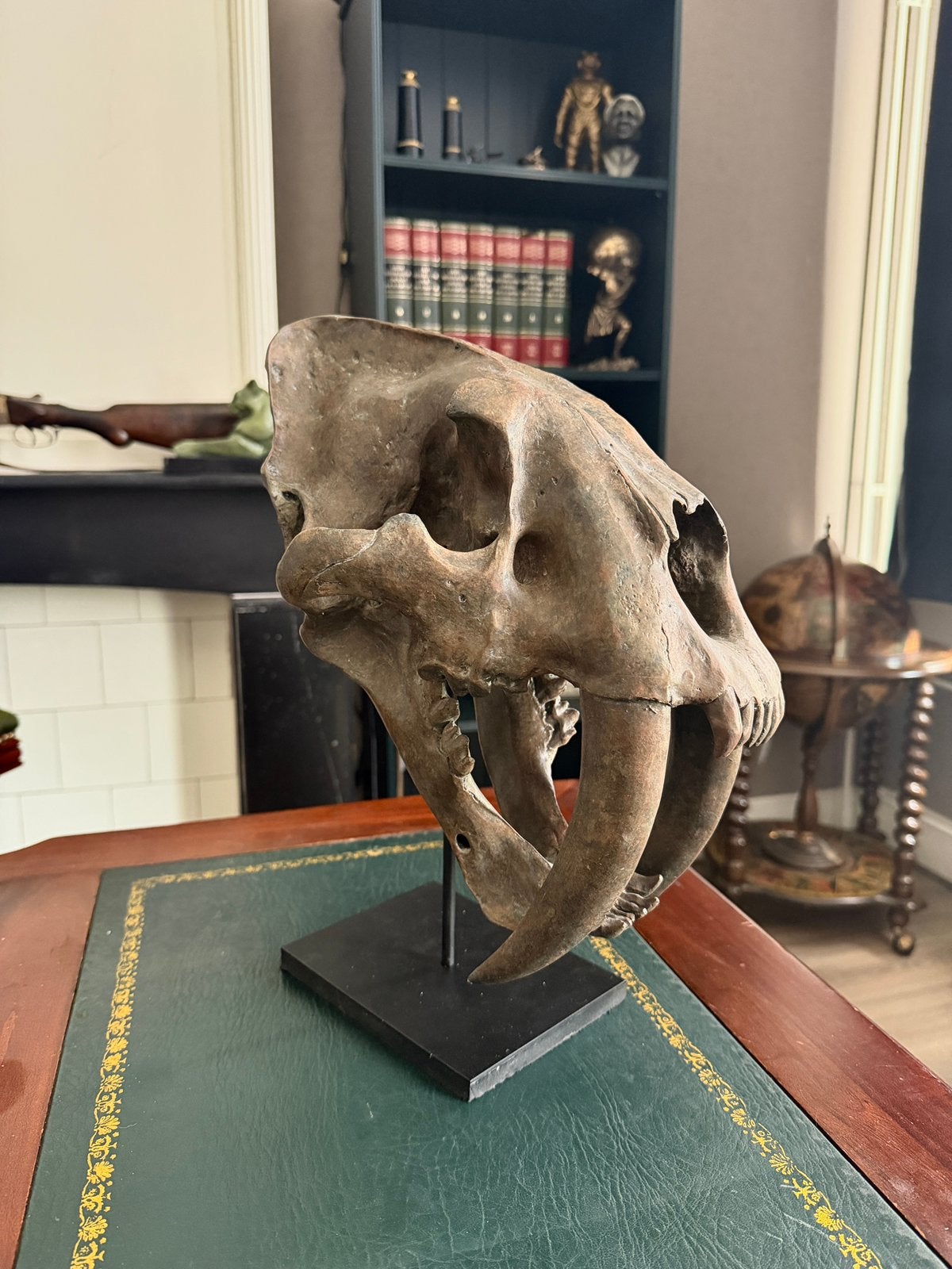 Grote sabeltandtijger schedel (nieuw), Overige typen, Verzenden, Kunststof, Zoogdier