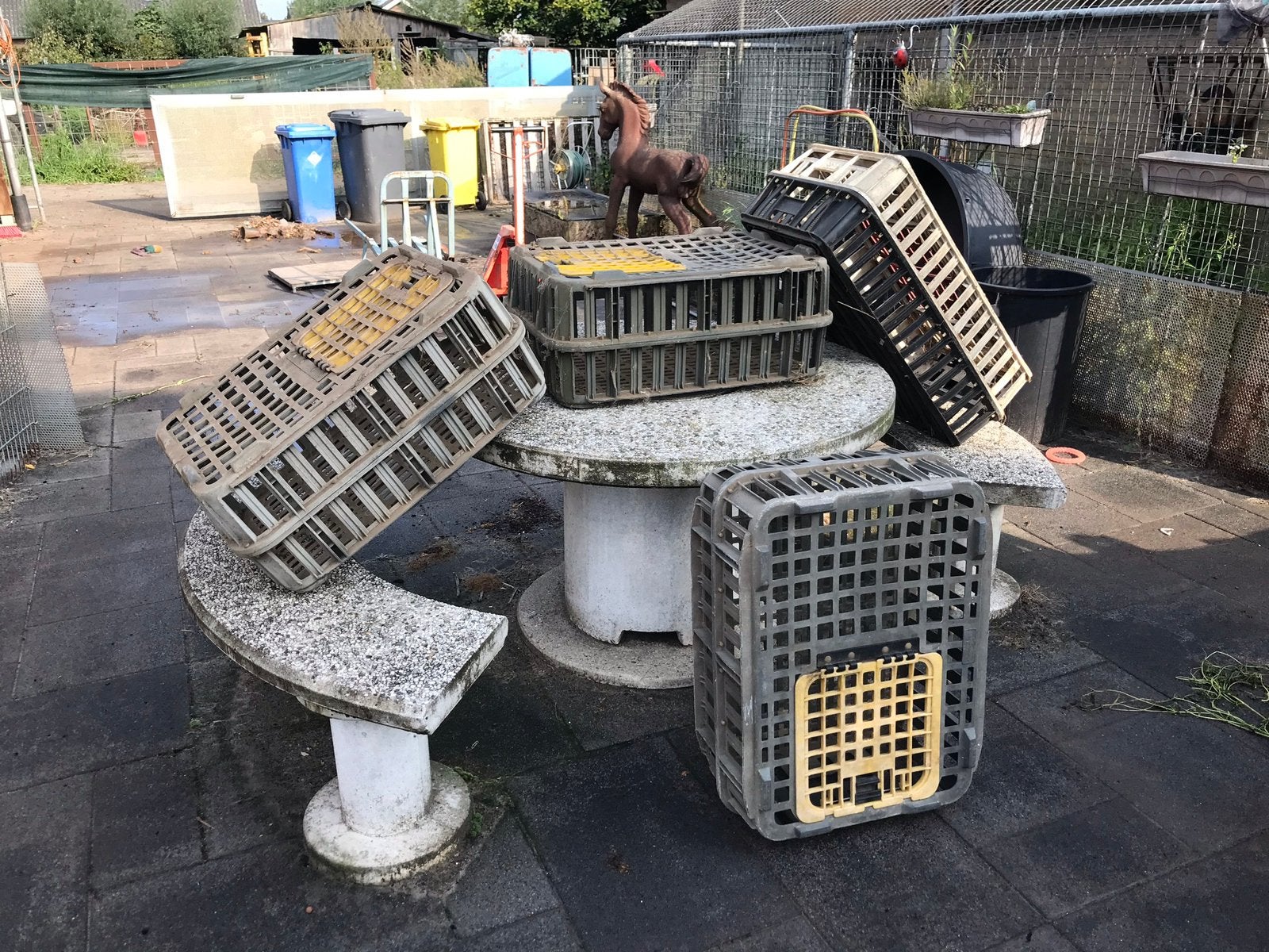 Kippenkratten, Meerdere dieren, Kip