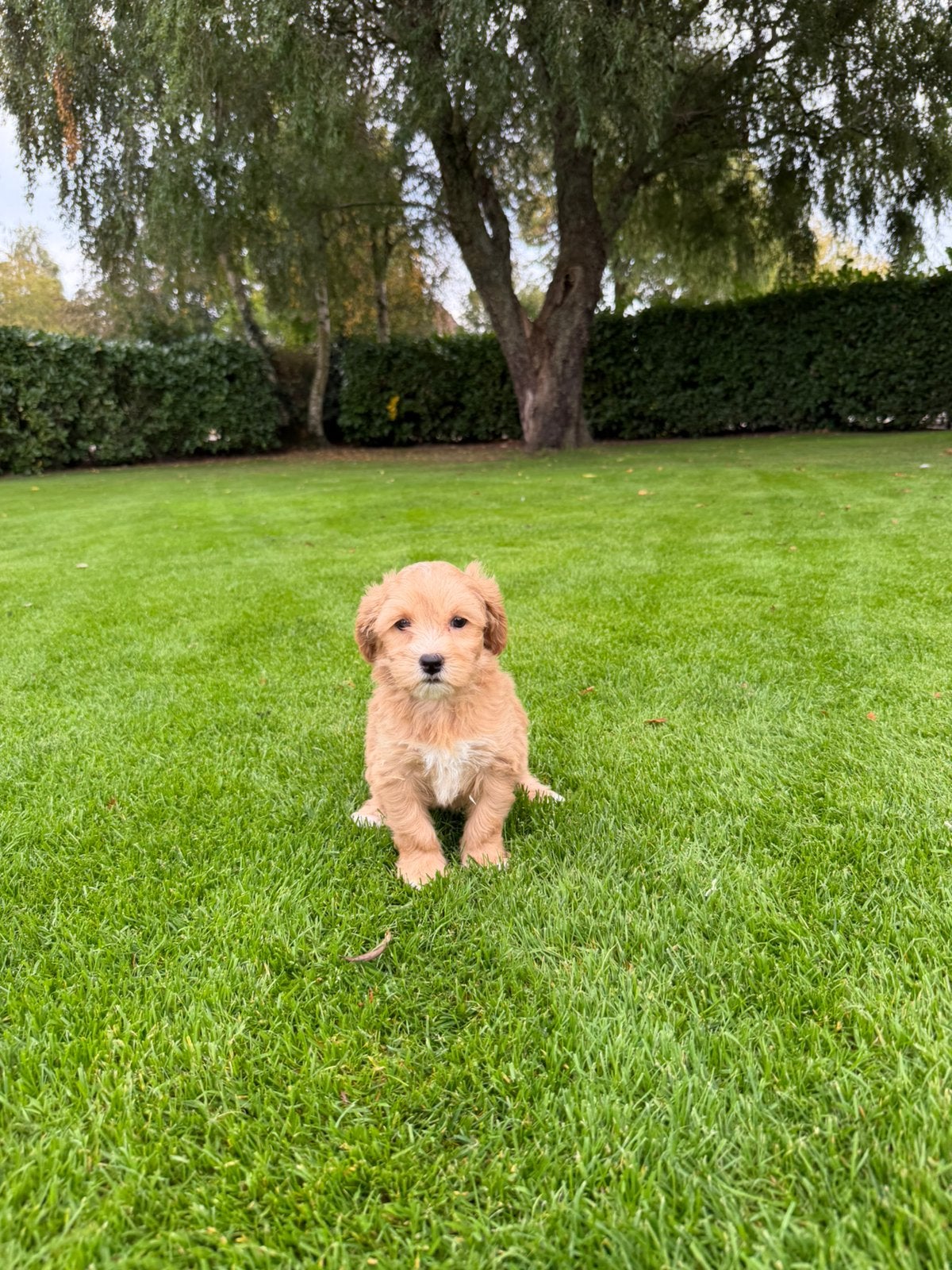 Maltipoo (Maltezer x Poedel) pups, Poedel, Nederland, CDV (hondenziekte), 8 tot 15 weken