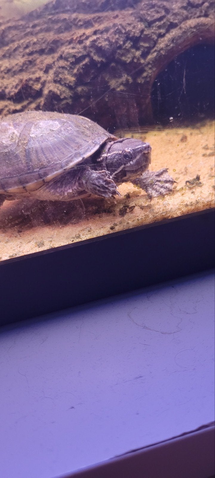 muskus schildpad zoekt nieuw huis, Dieren en Toebehoren, Schildpad, Tam, 3 tot 6 jaar