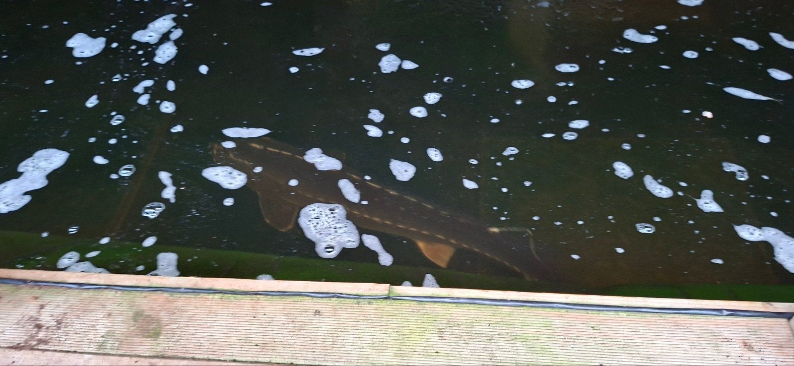 Steuren, Dieren en Toebehoren, Steur