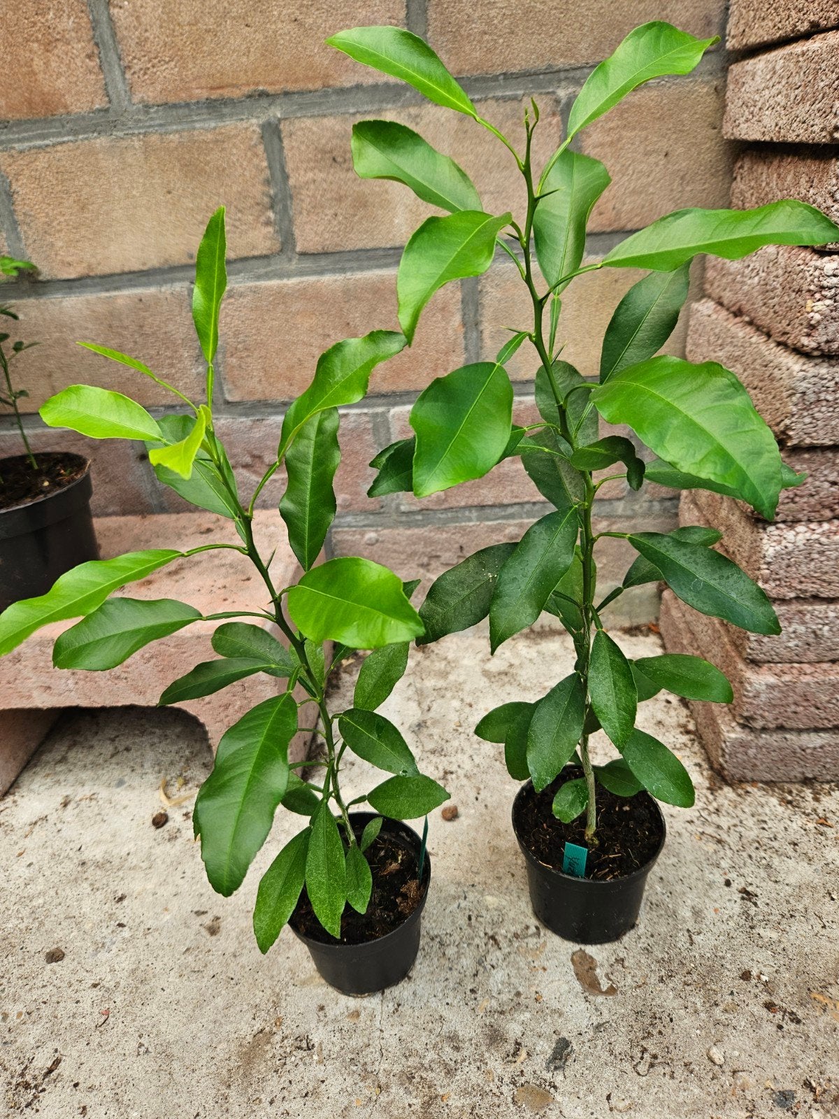Yuzu, Ichandarin Citrus junos, Ophalen, Overige soorten, Minder dan 100 cm