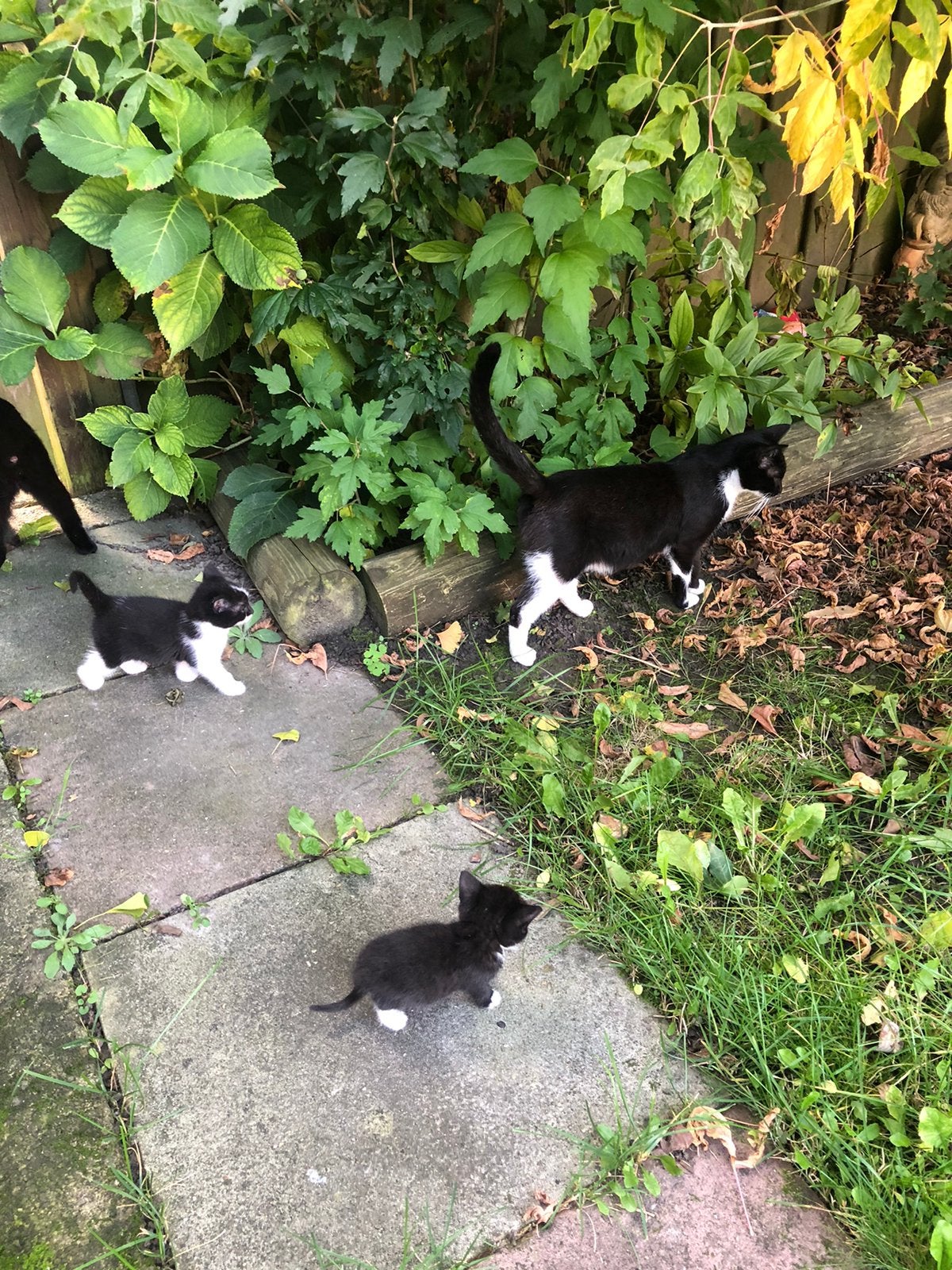 5 kittens kortharige, Meerdere dieren, Kortharig, 0 tot 2 jaar