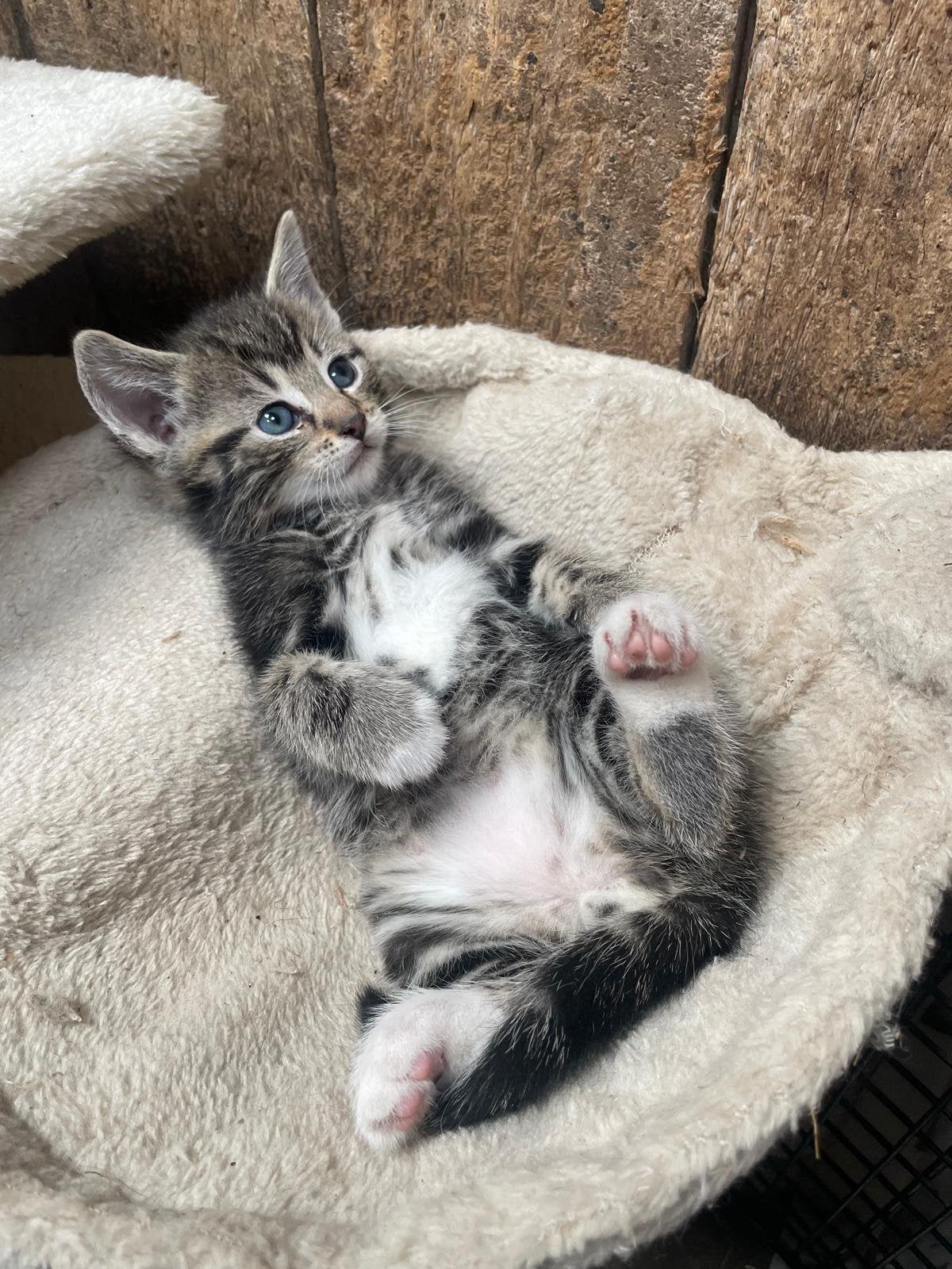 Te koop: super mooi en lief katertje, Dieren en Toebehoren, Katten en Kittens | Raskatten | Korthaar, Poes, 0 tot 2 jaar