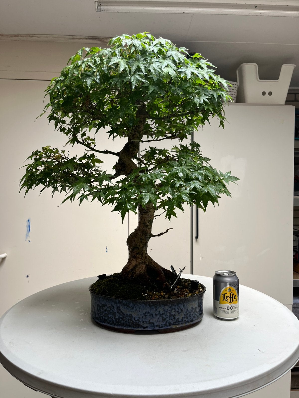 Bonsai japanse esdoorn groen, Overige soorten, Minder dan 100 cm, Zomer, Ophalen