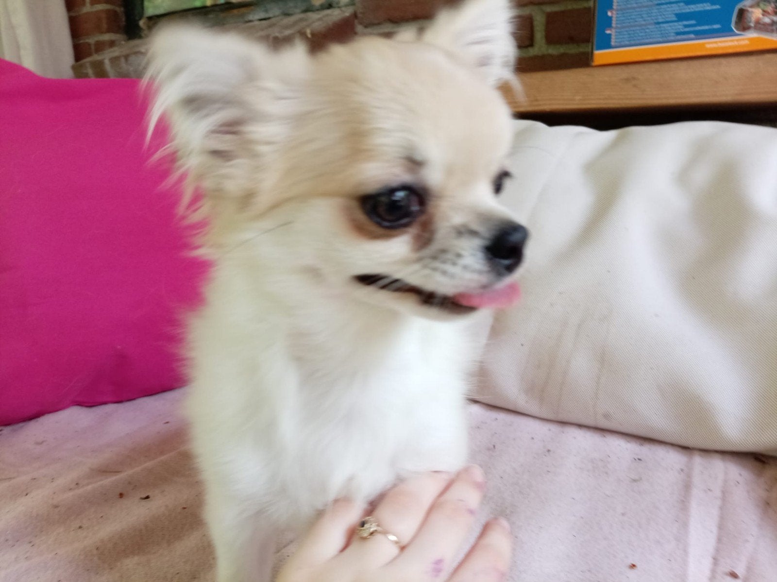 Chihuahua te koop met FCI stamboom, Dieren en Toebehoren, 15 weken tot 1 jaar, Reu, Parvo, Meerdere