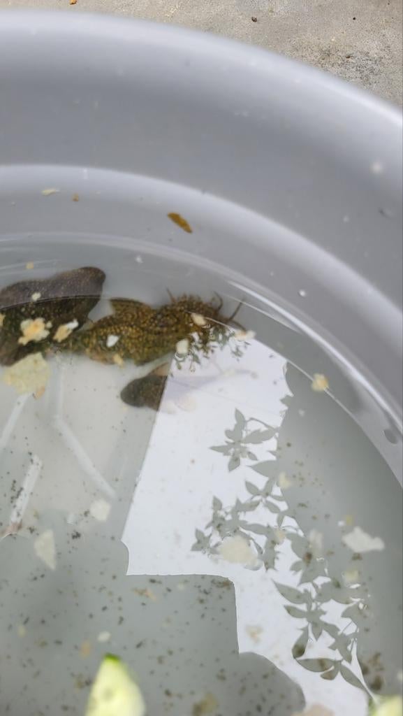 Meerval vissen, Dieren en Toebehoren, Overige typen, Zoetwatervis