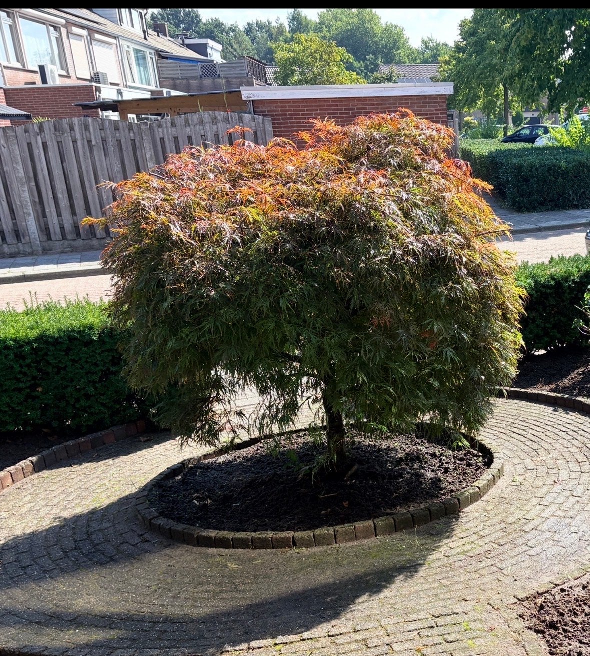 Prachtige Japanse Esdoorn (Acer Palmatum), Tuin en Terras, Bloeit niet, Overige soorten, 100 tot 250 cm, Ophalen
