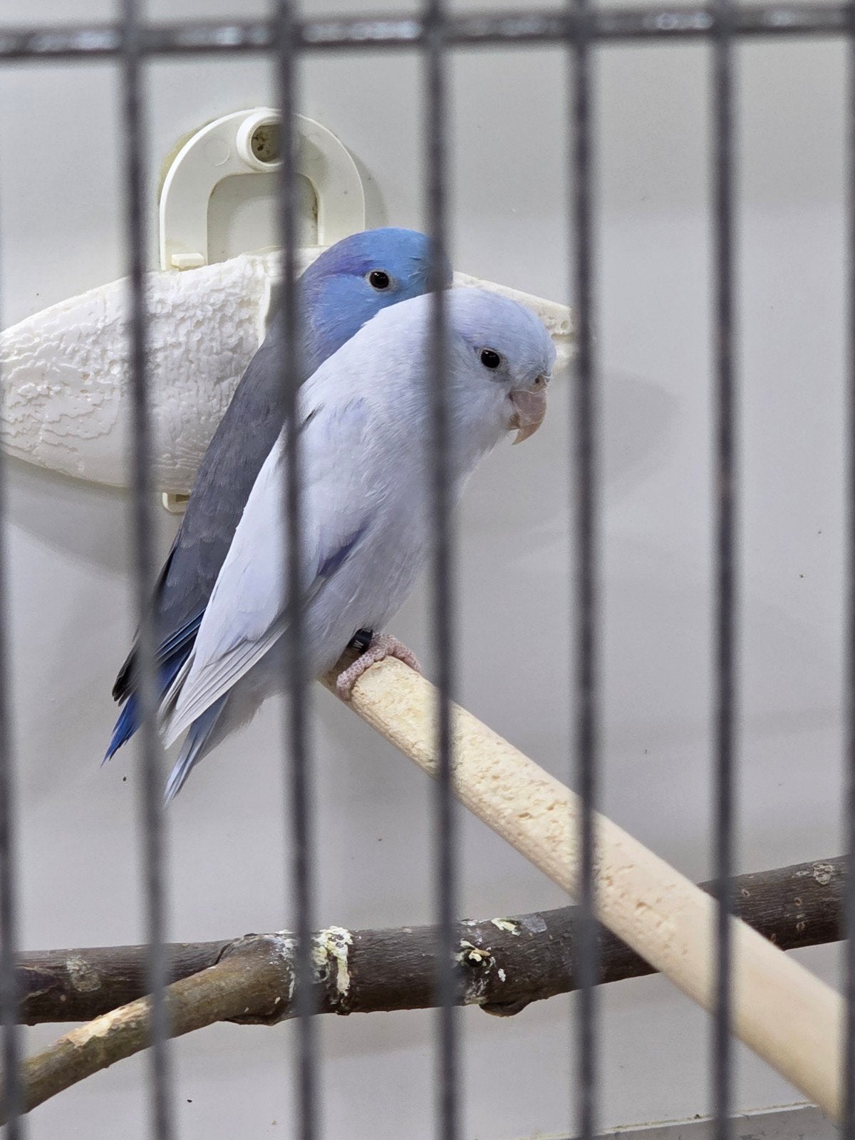 GEVRAAGD !!!  forpus pop popje, Vrouwelijk, Dwergpapegaai of Agapornis, Geringd