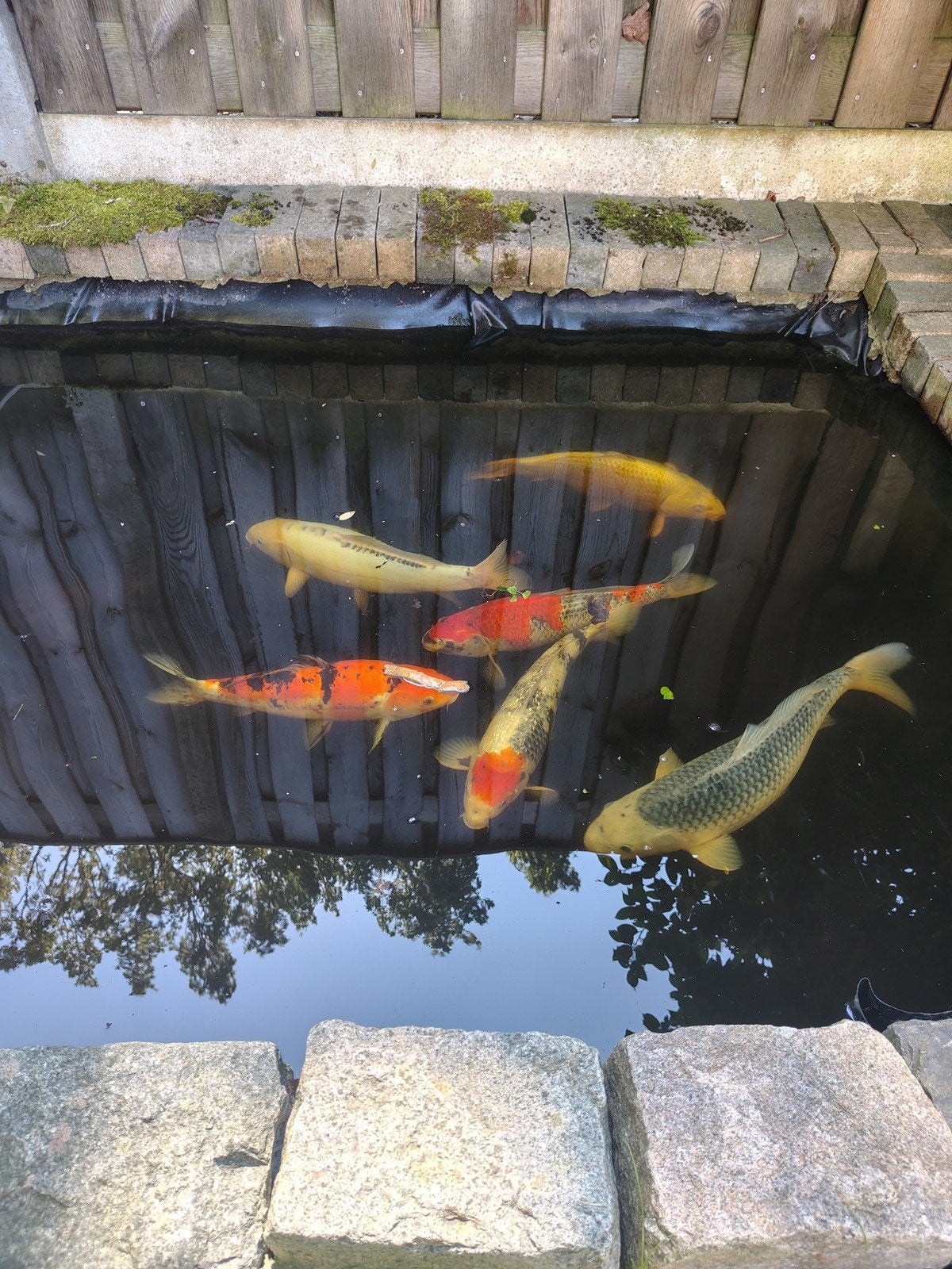 Koi's plus toebehoren., Karper of Koi
