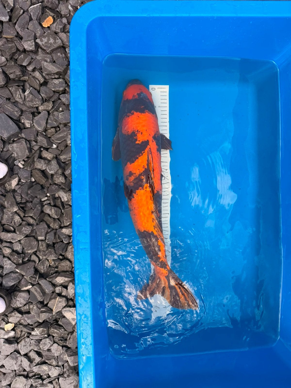 Ginrin Hi Utsuri +/- 60 cm, Karper of Koi