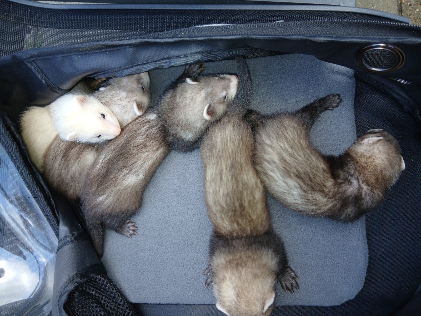 5 mooie fretten pups te koop, Mei, Meerdere dieren, Overige typen, Tam