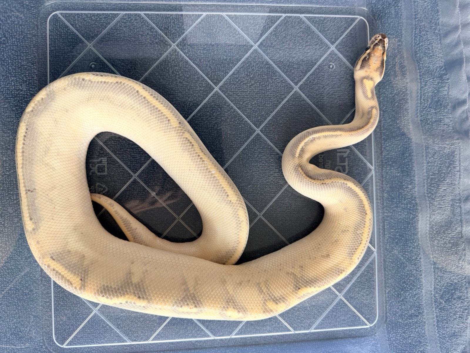 Koningspython 1.0 Ball Python photo 2