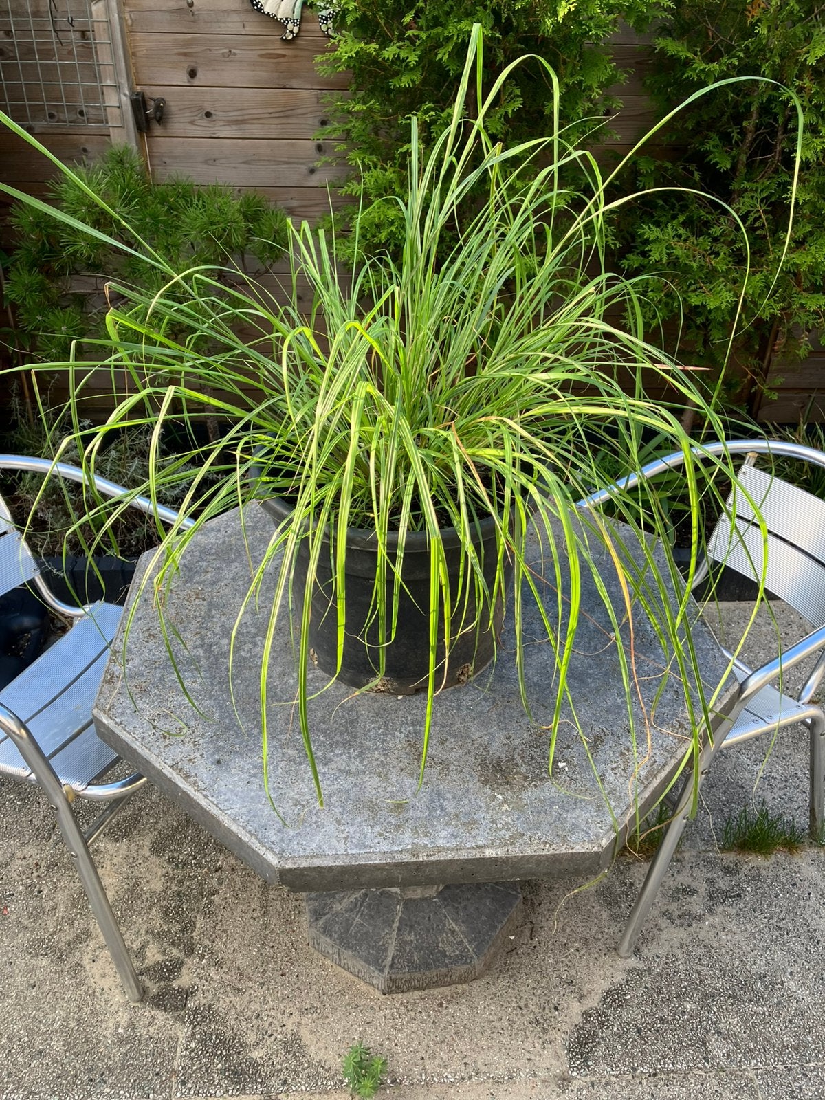 Vaste plant in pot gras, Ophalen, Overige soorten, Volle zon