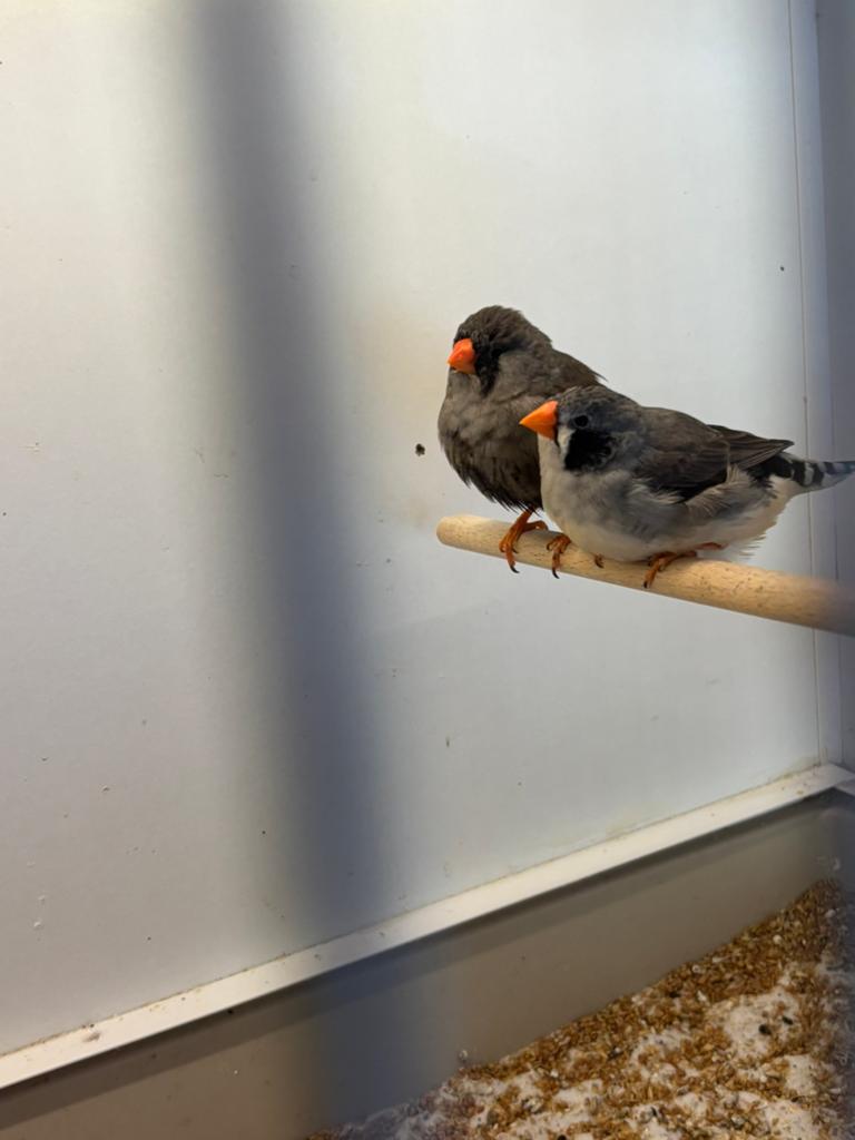 Zwartwang zebravink, Dieren en Toebehoren, Mannelijk, Geringd
