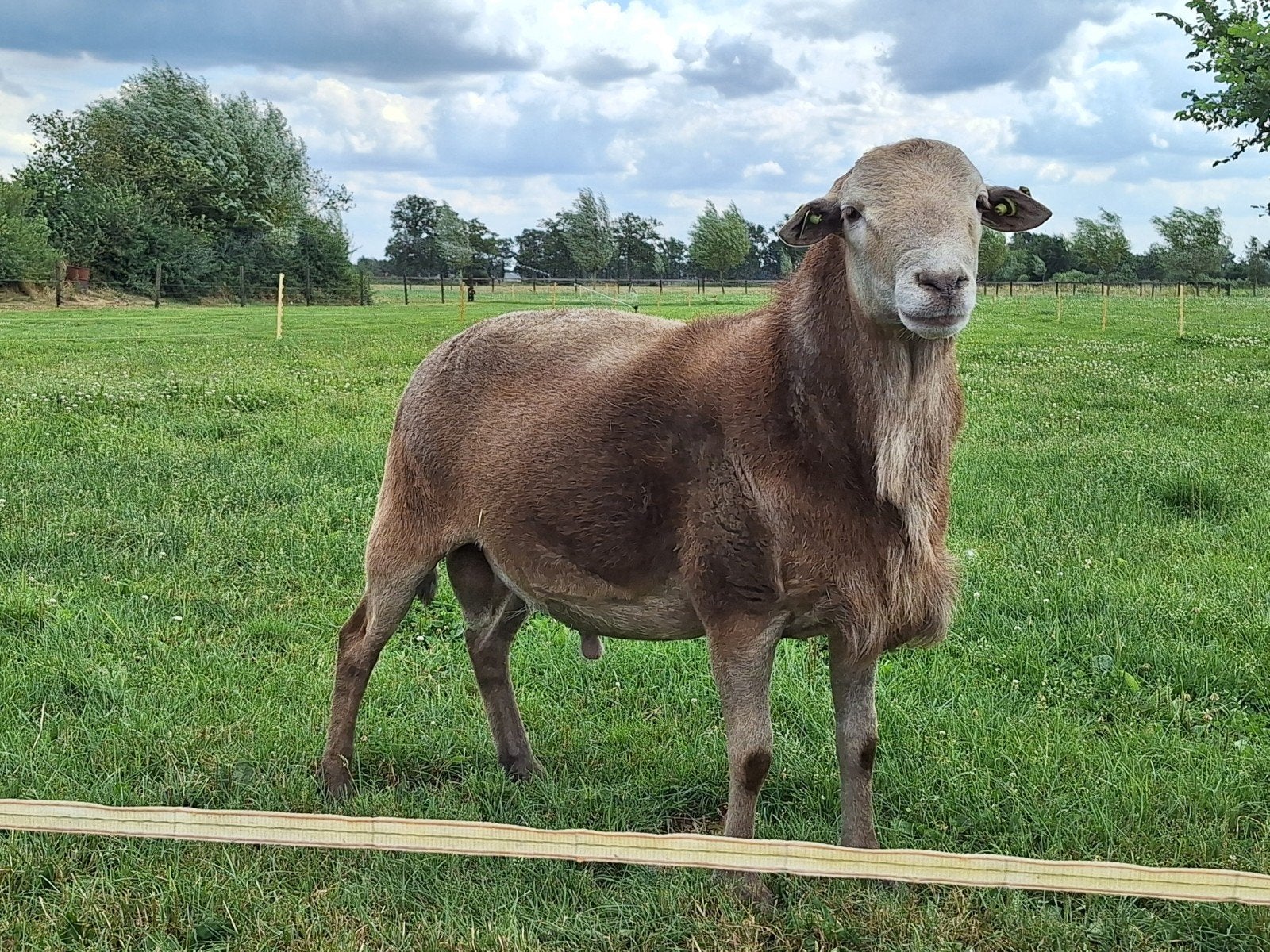Nolana landschaap ram, Dieren en Toebehoren, Mannelijk, Schaap, 0 tot 2 jaar