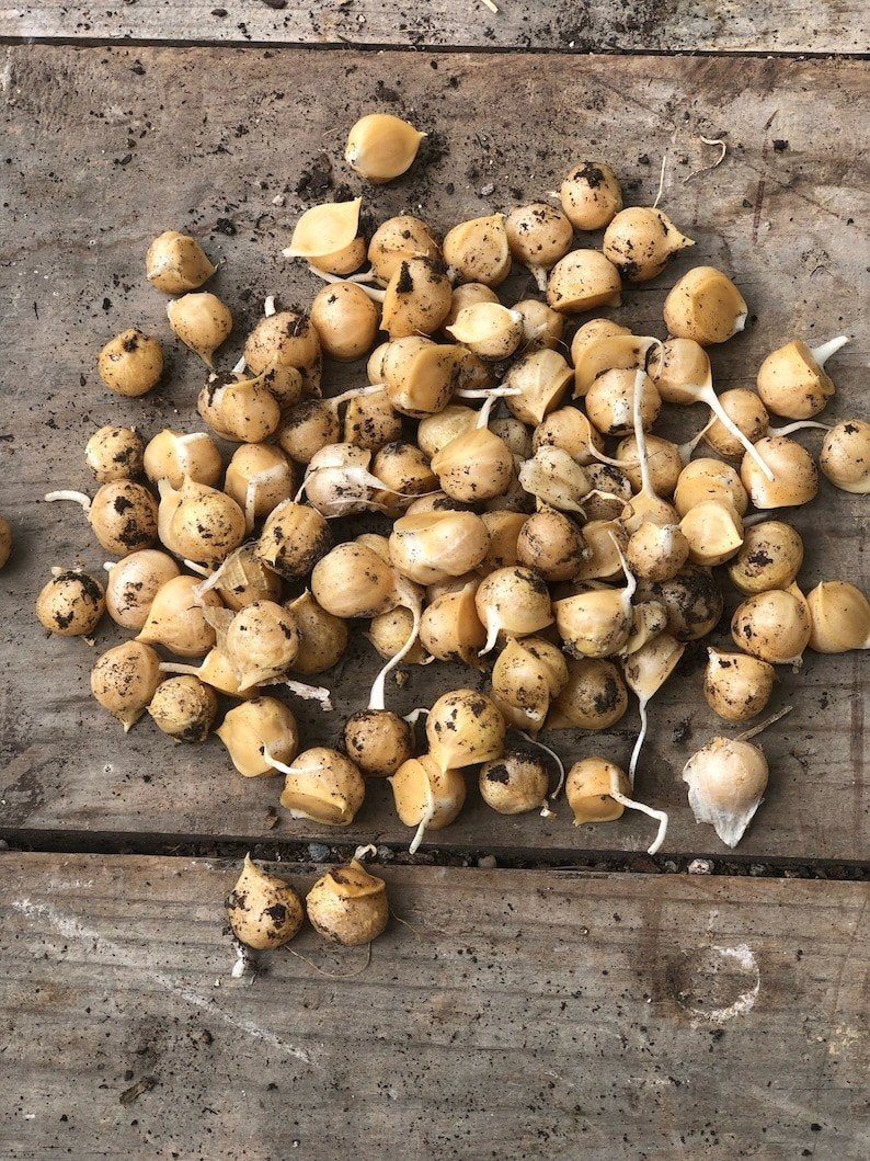 Olifantenknoflook broedbollen | Olifanten Knoflook Bulbils, Verzenden, Najaar, Volle zon, Knol
