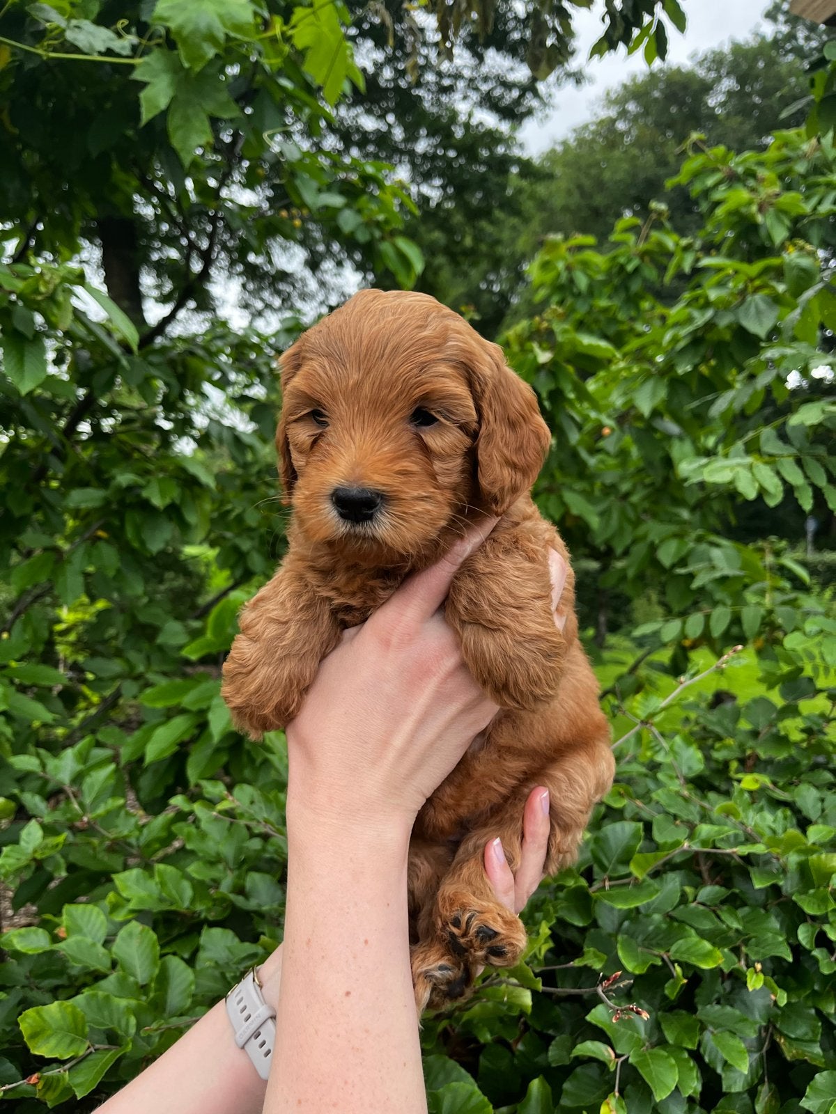 Australian labradoodle 1 reutje en 1 teefje beschikbaar, Parvo, Overige rassen, 8 tot 15 weken, Meerdere