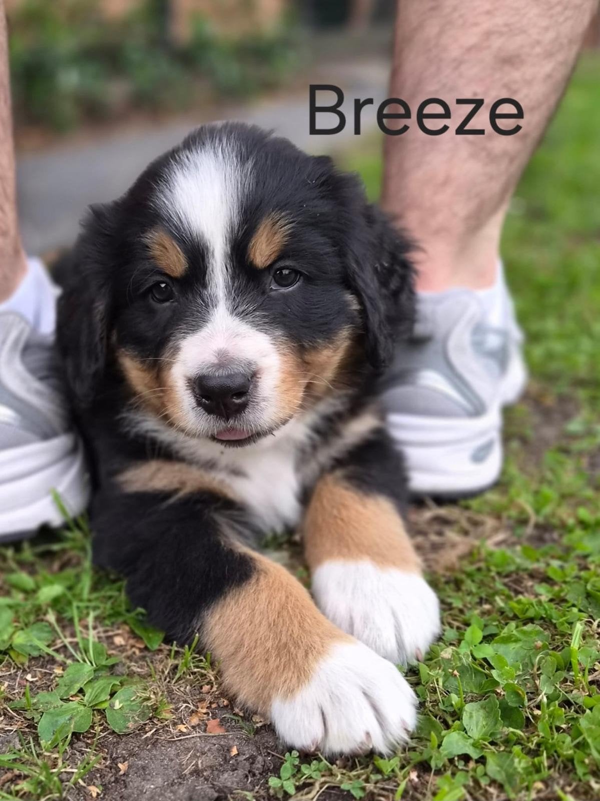Berner sennen pup, Dieren en Toebehoren, Parvo, 8 tot 15 weken, Meerdere, Meerdere dieren