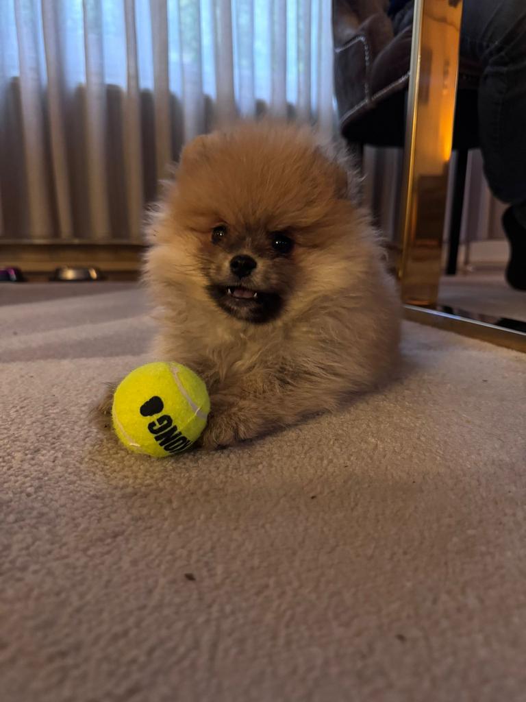 Te koop mooie pompriaan bearface, 15 weken tot 1 jaar, Parvo, Eén hond, Nederland