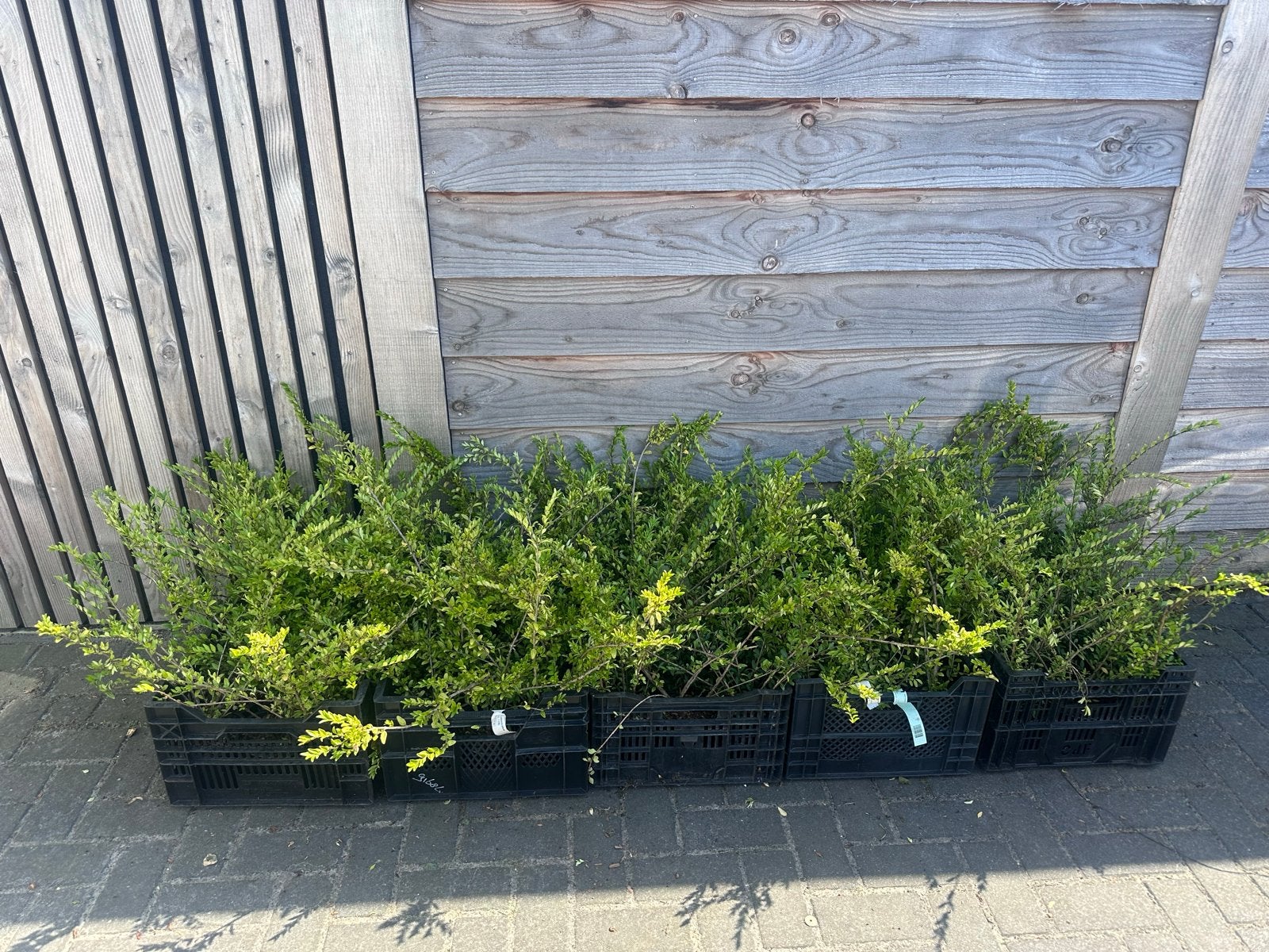 Lonicera nitida  75 stuks, Vaste plant, Bloeit niet, Halfschaduw, Ophalen