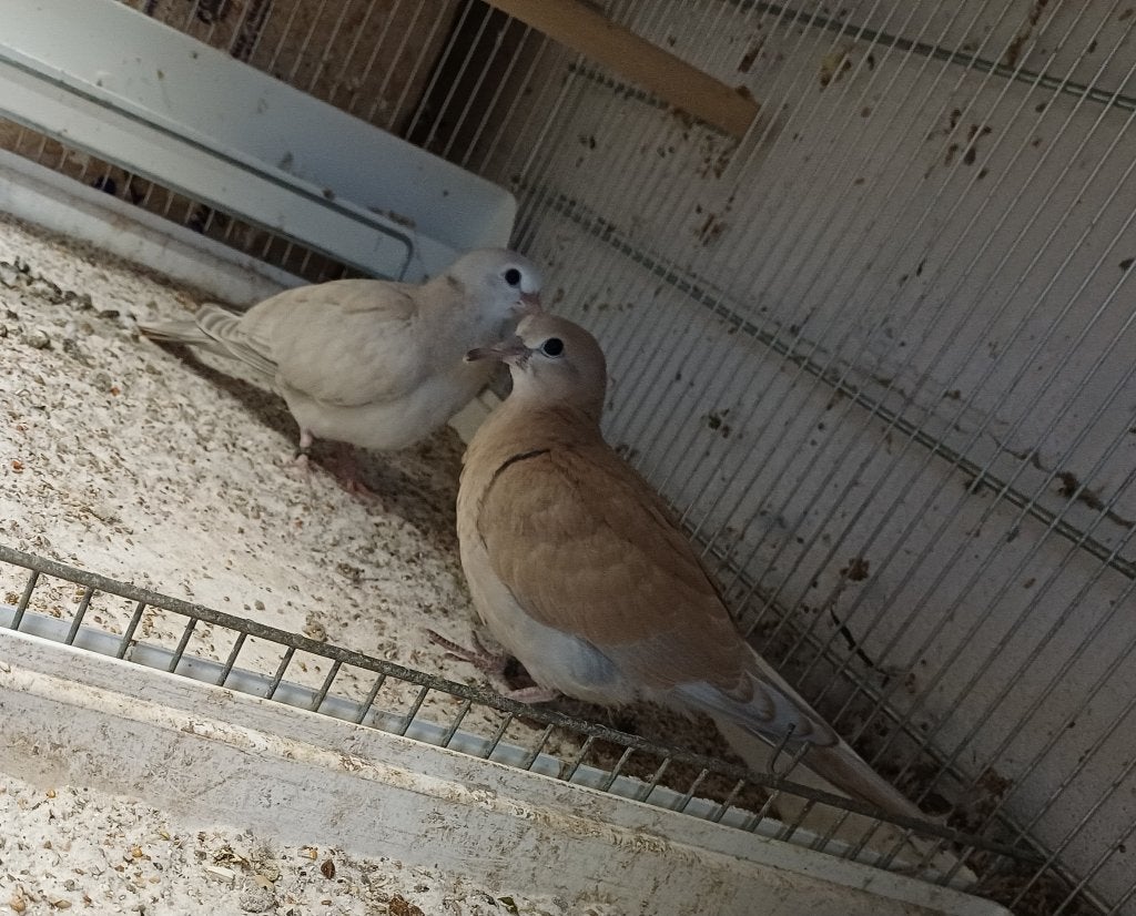 Lachduiven 2026, Meerdere dieren, Tortelduif