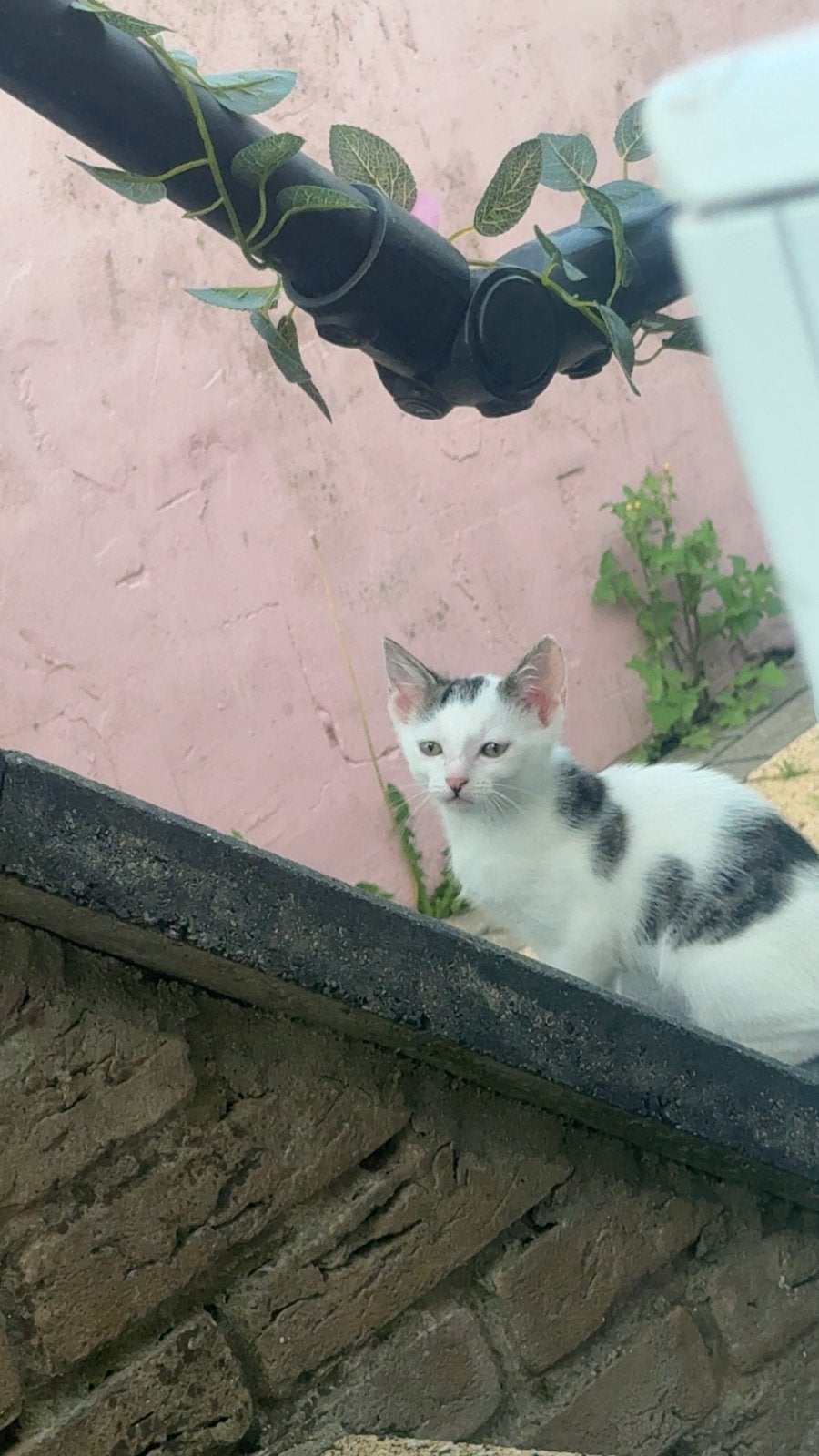 Kittens zoeken een goed thuis, Poes