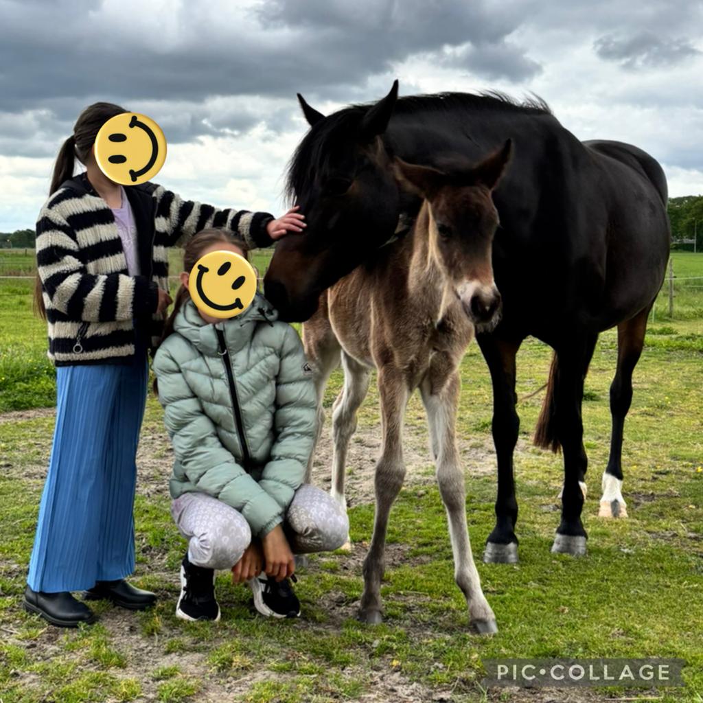 4 jarige new forest merrie zadelmak met merrie veulen, Merrie, Zadelmak, D pony (1.37m tot 1.48m), 3 tot 6 jaar
