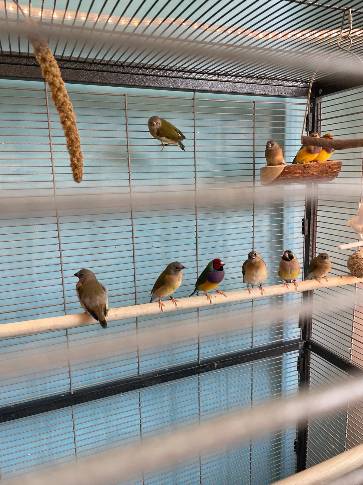 11 Gouldamadines (koppel uit 2024, en de rest uit 2026)., Dieren en Toebehoren, Vogels | Kanaries, Meerdere dieren, Kleurkanarie