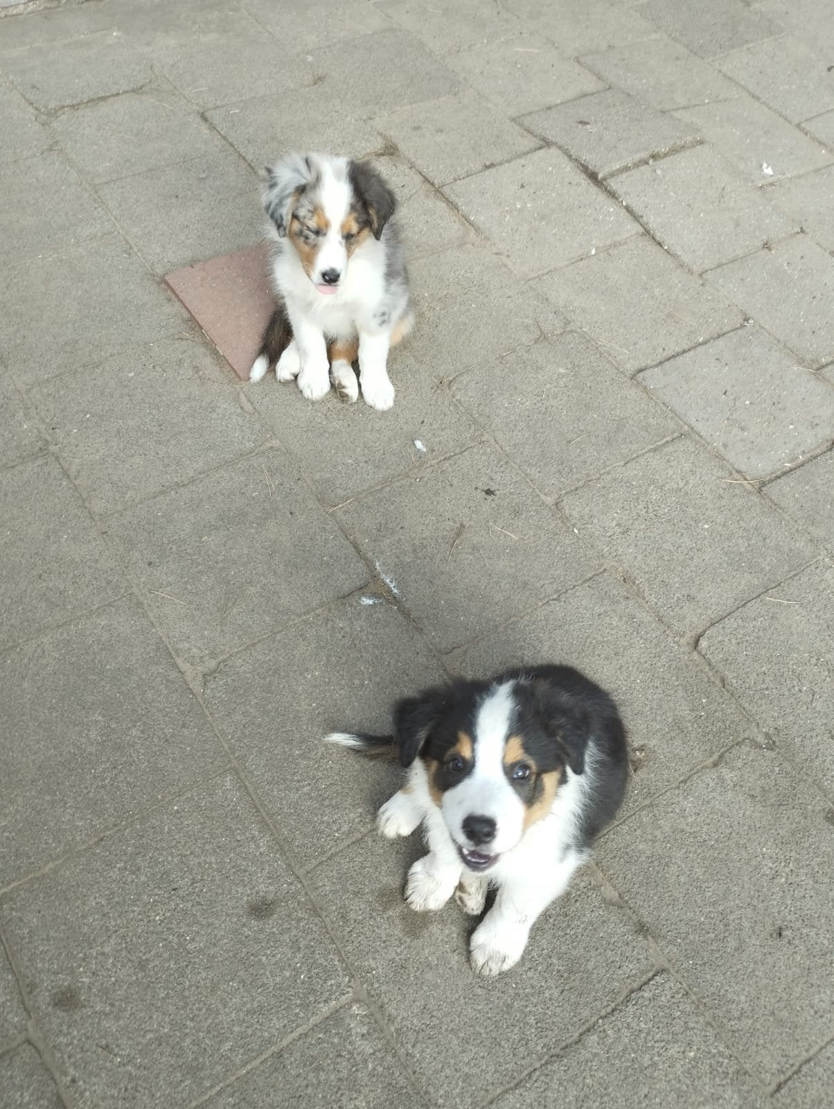 Shepherd x Collies, Dieren en Toebehoren, 8 tot 15 weken, Meerdere, Meerdere dieren, CDV (hondenziekte)