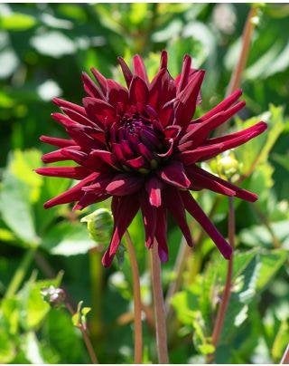 Dahlia chat noir knollen, Tuin en Terras, Ophalen of Verzenden, Voorjaar, Volle zon, Knol