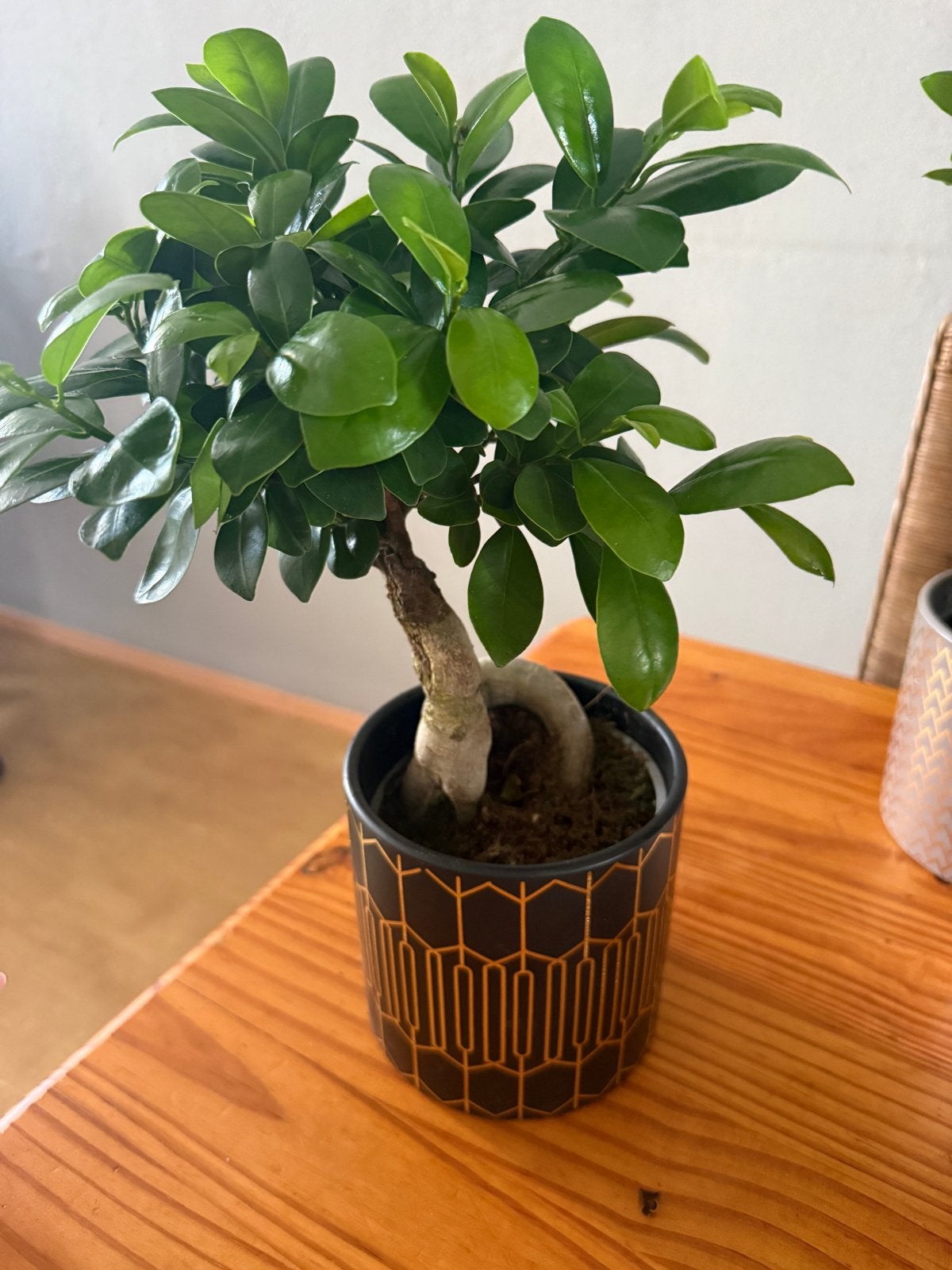 Bonsai boom van 25 cm met pot, Huis en Inrichting, Kamerplanten, In pot, Minder dan 100 cm, Bonsai, Groene kamerplant