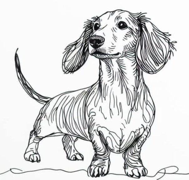 Teckelmaatje gezocht, 1 tot 2 jaar, Eén hond, Nederland, Particulier