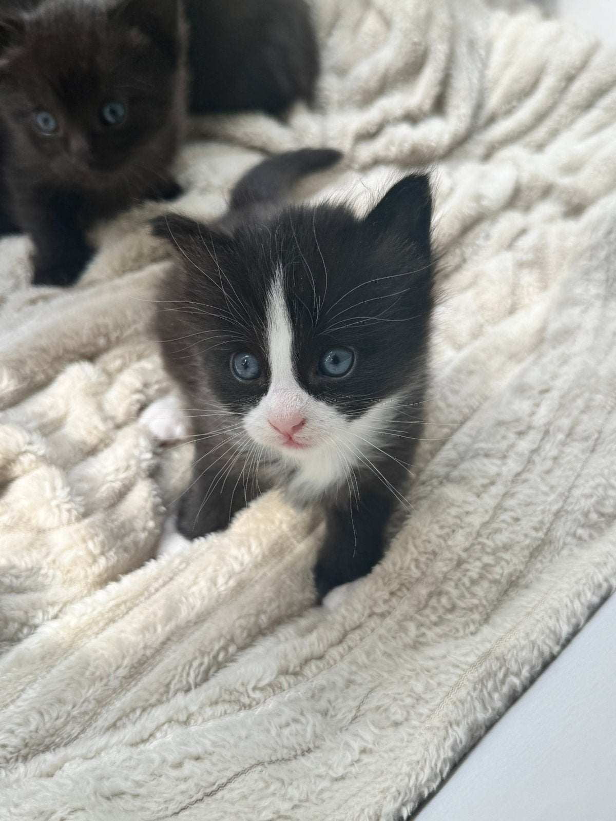 ** 3 Siamese/ Ragdoll kittens **, Meerdere dieren, Gechipt, 0 tot 2 jaar