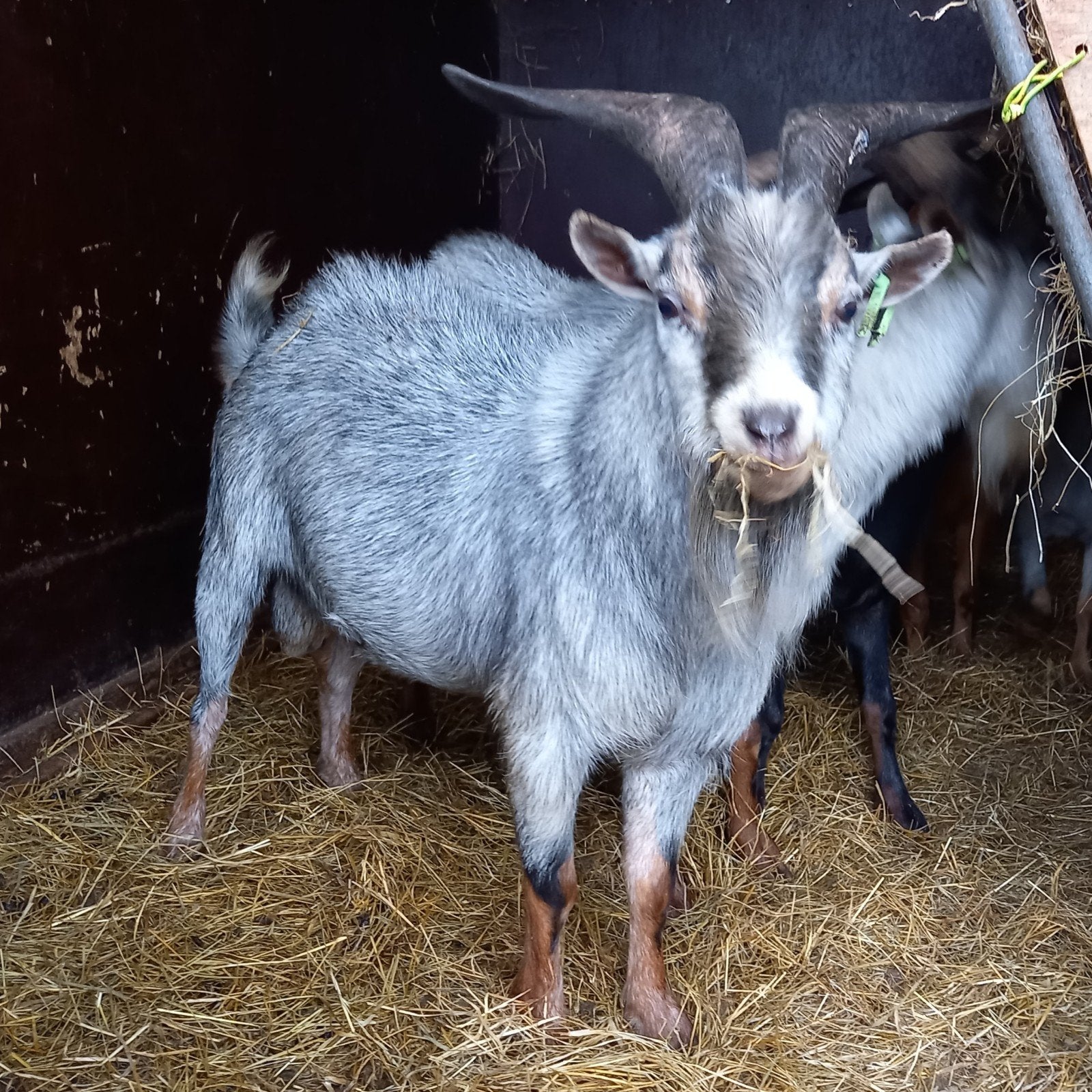 Dwerggeit bok blauwschimmel met tan CAE en CL-vrij Stamboek, Dieren en Toebehoren, Mannelijk, Geit, 0 tot 2 jaar