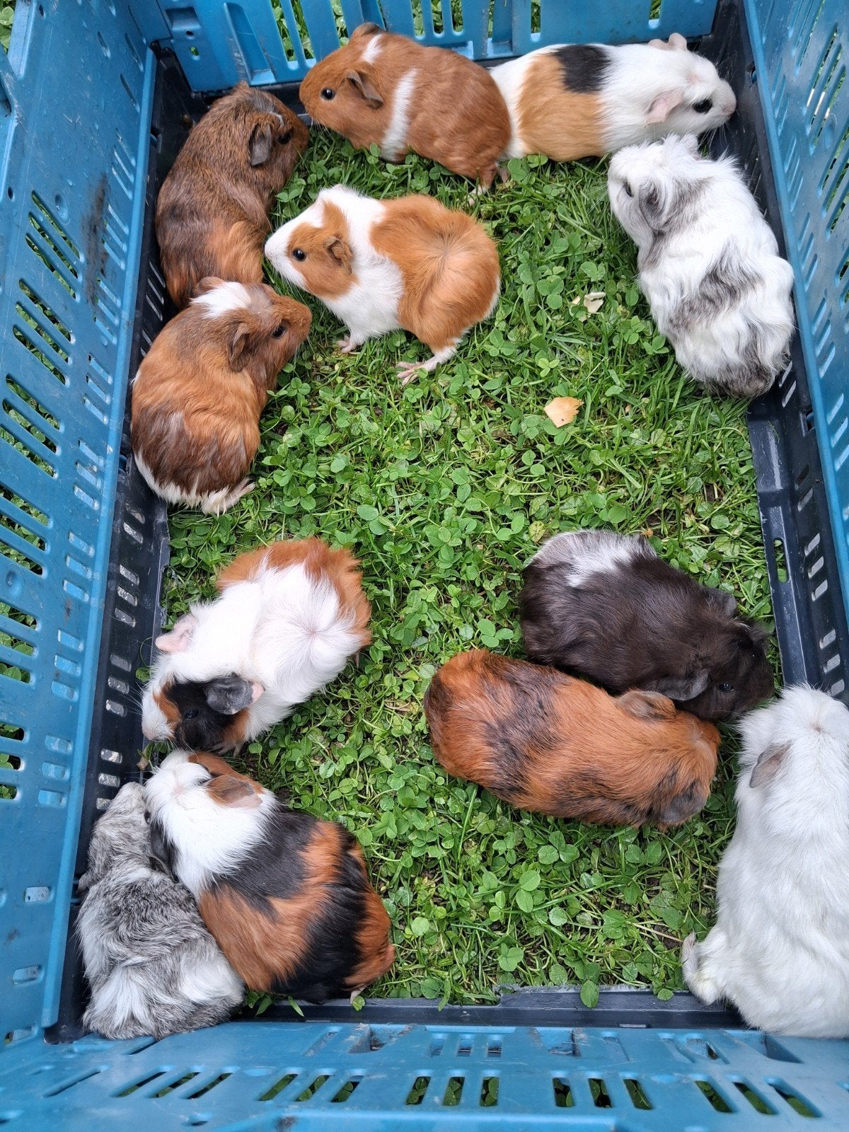 cavia's, Cavia, Augustus, Meerdere dieren, Tam