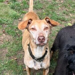 AIN: Sandro, Dieren en Toebehoren, Honden | Niet-rashonden, 6 jaar of ouder, Buitenland, Parvo, Eén hond