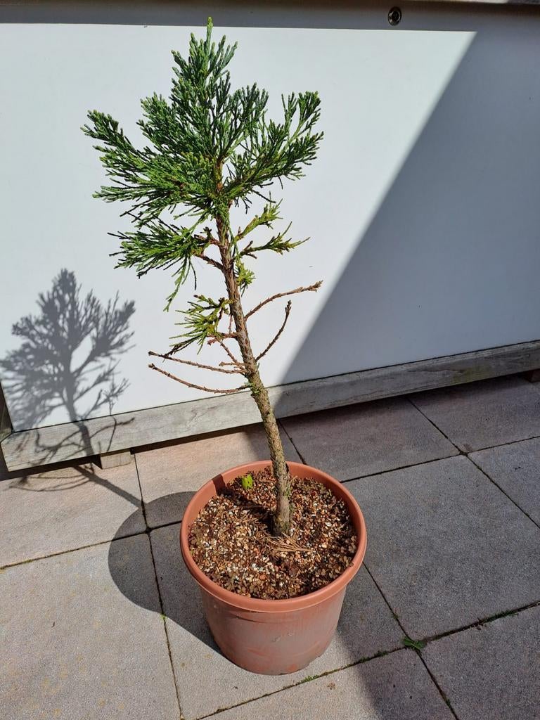 Bonsai, Tuin en Terras, Bloeit niet, Overige soorten, Minder dan 100 cm, Ophalen