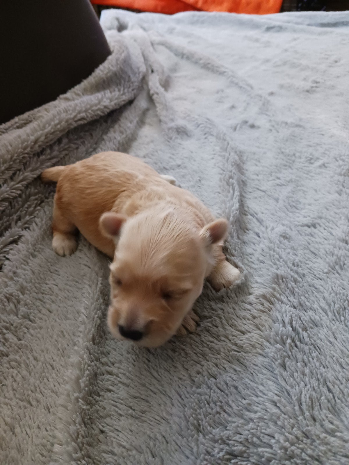 Maltipoo pup (Boompoo), Parvo, Overige rassen, 8 tot 15 weken, Teef