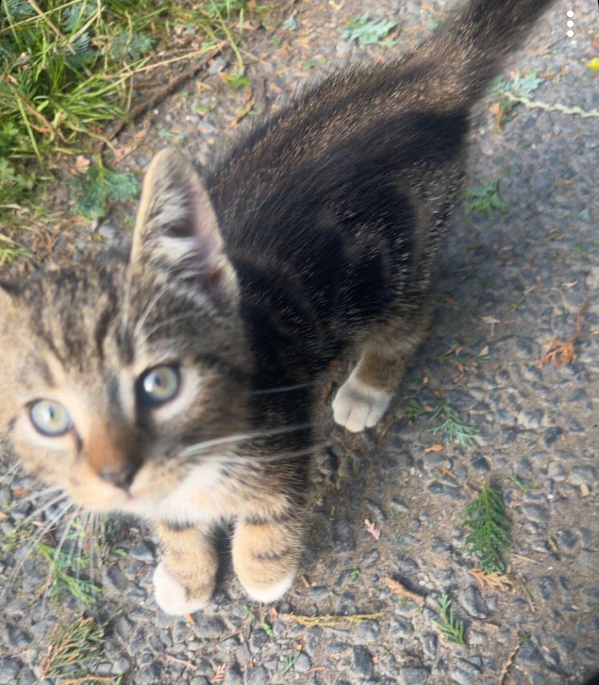 5 Kittens | Mogen weg, Meerdere dieren, Ontwormd, 0 tot 2 jaar