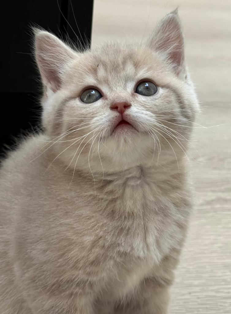 Britse korthaar kittens nog 2 prachtige kittens te koop😻, Meerdere dieren, Gechipt, 0 tot 2 jaar
