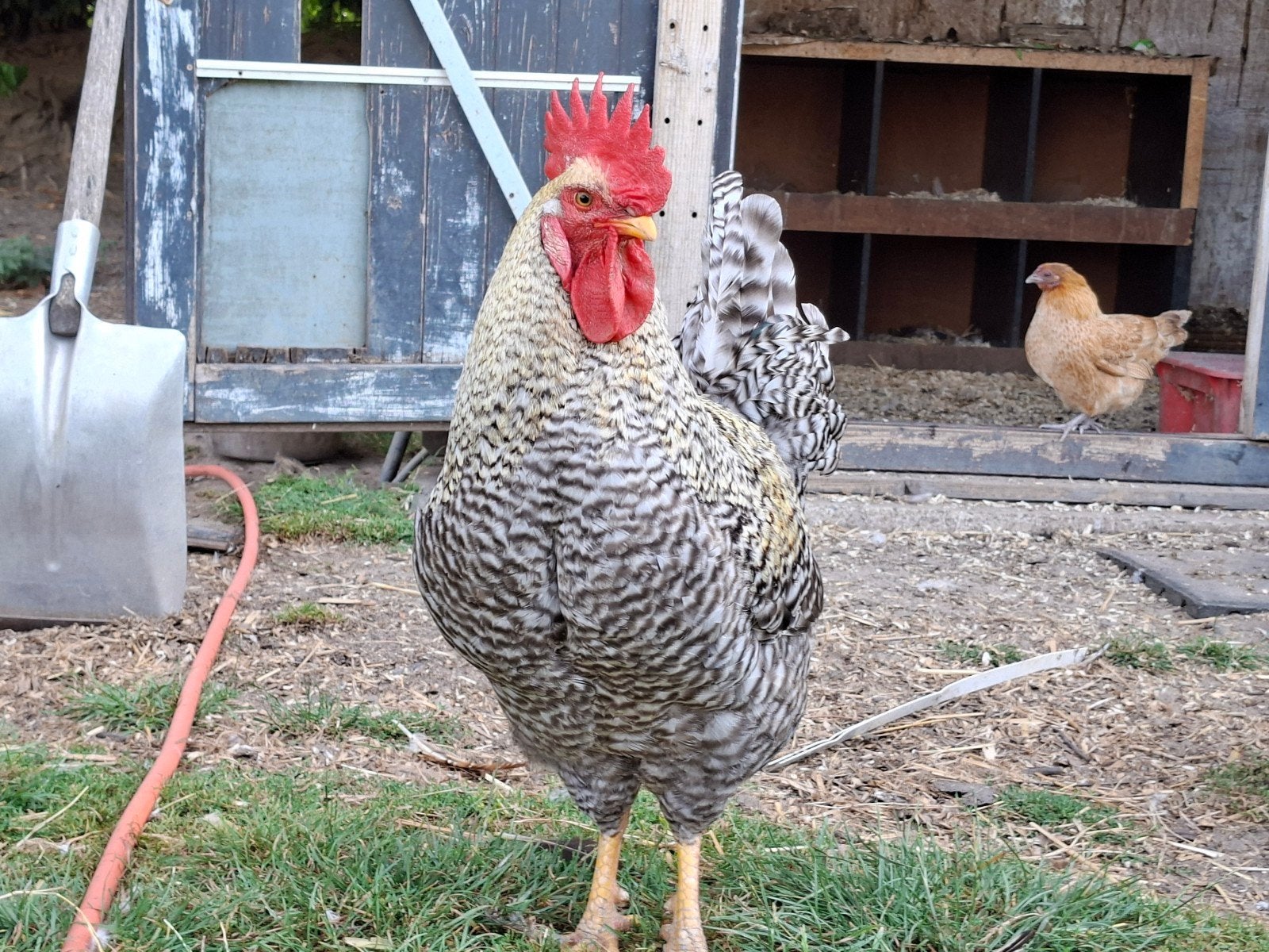 mooie easter ergger haan en hen copel, Dieren en Toebehoren, Pluimvee, Meerdere dieren, Kip