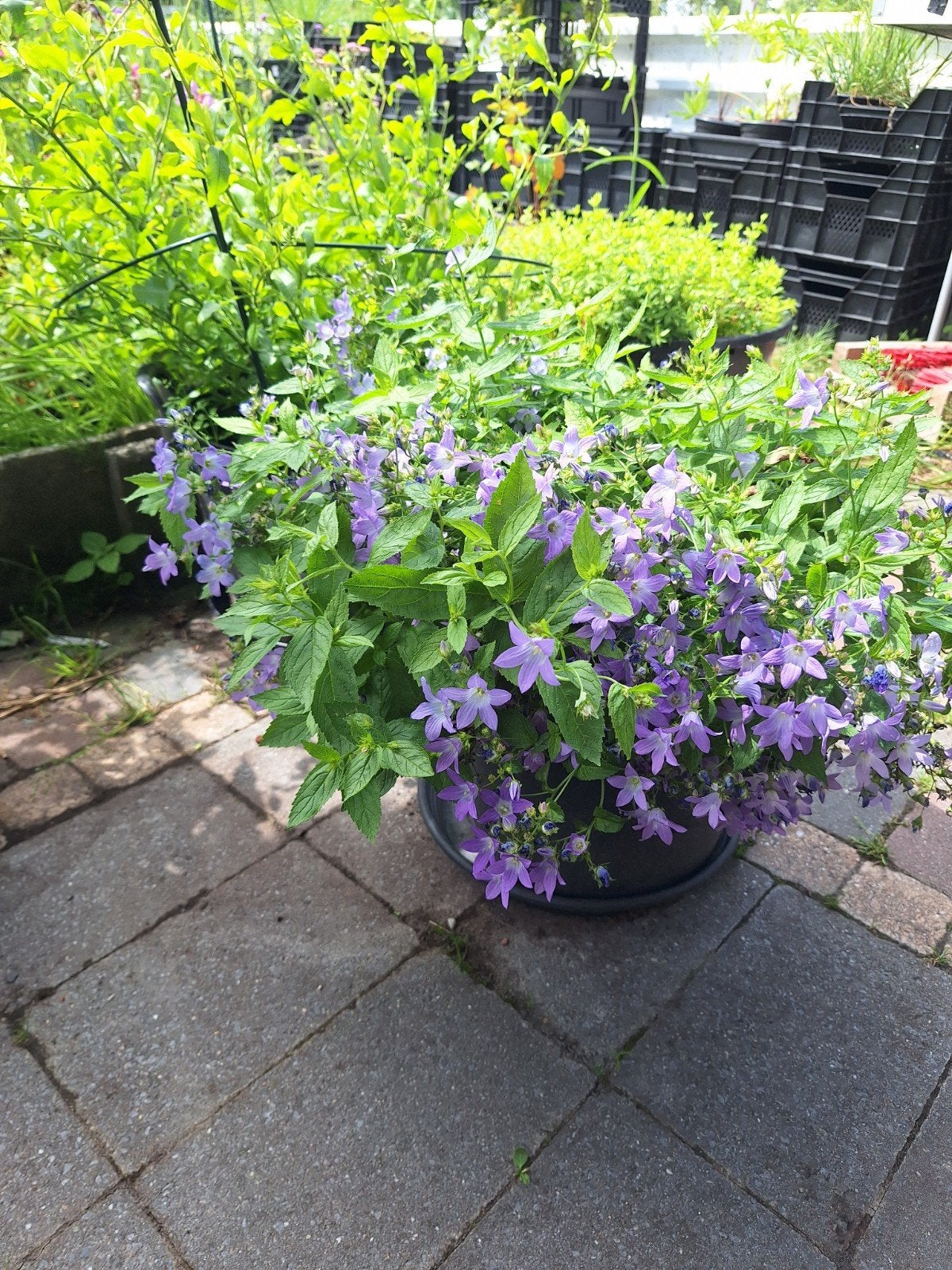 Campanula lactiflora  'Bleu' - Klokjesbloem, Tuin en Terras, Planten | Tuinplanten, Volle zon, Vaste plant, Zomer, Ophalen