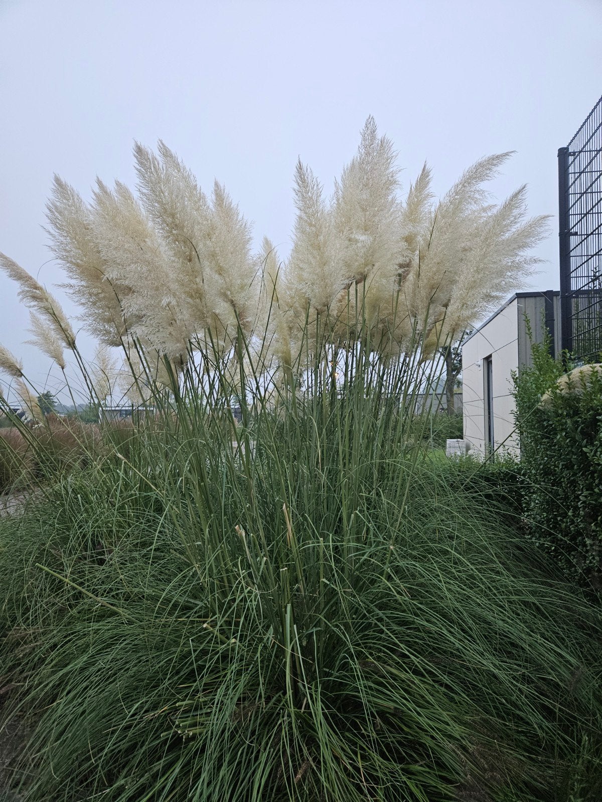 Te koop pampus pluimen, Tuin en Terras, Ophalen, Overige soorten, Volle zon