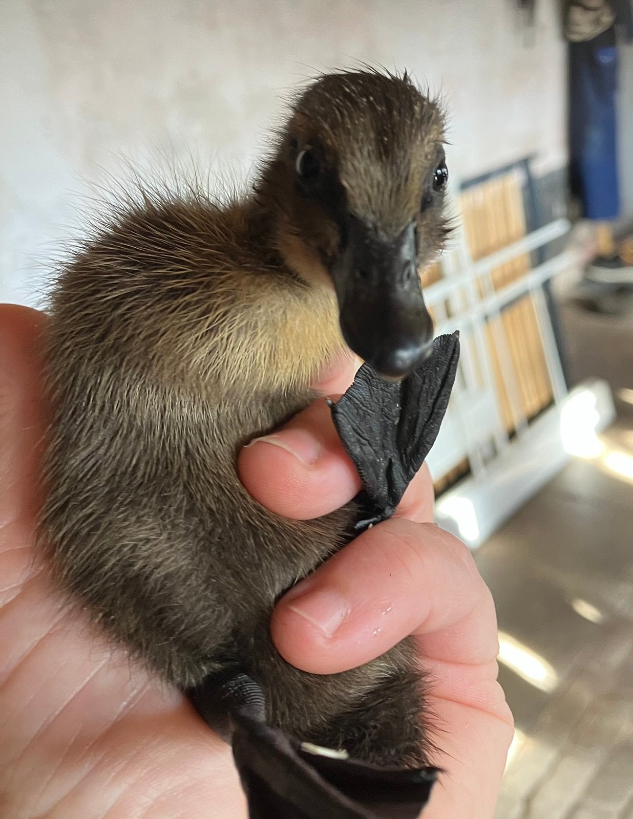 Indische loopeend kuikens, Geslacht onbekend, Eend